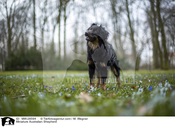 Miniature Australian Shepherd / MW-28594