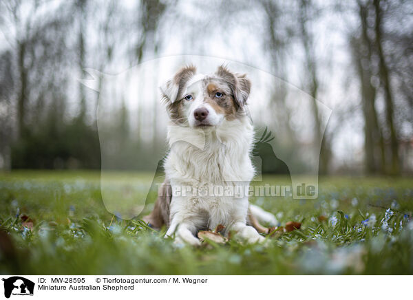 Miniature Australian Shepherd / MW-28595