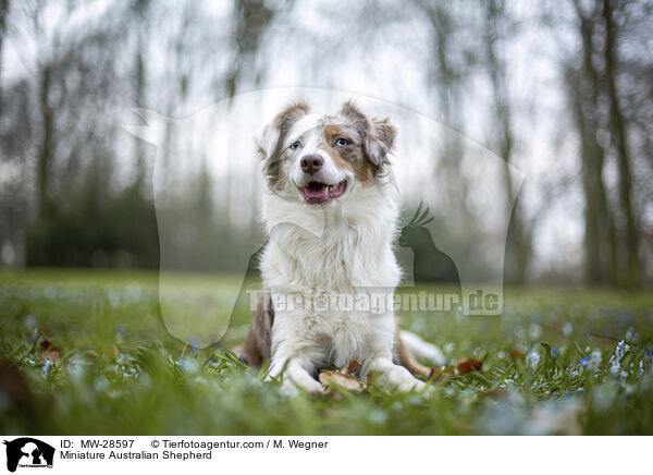 Miniature Australian Shepherd / MW-28597