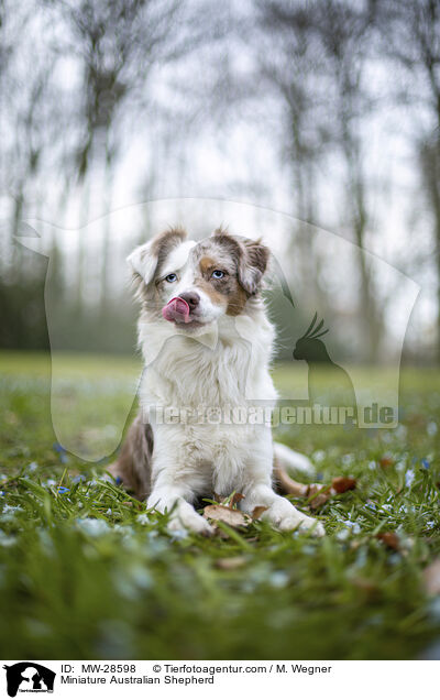 Miniature Australian Shepherd / MW-28598