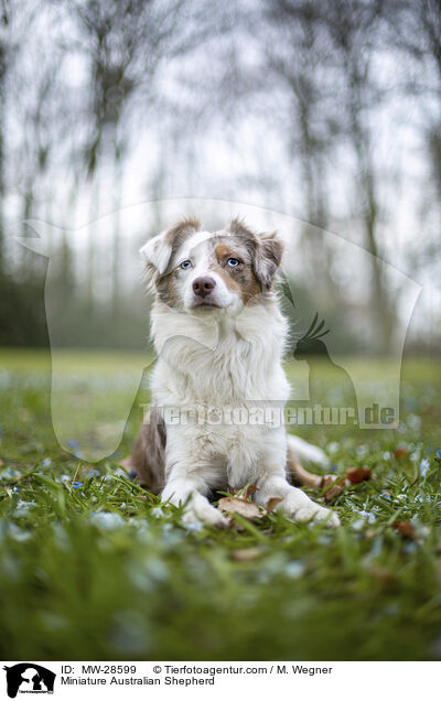 Miniature Australian Shepherd / MW-28599