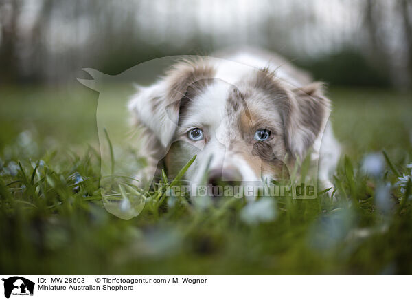 Miniature Australian Shepherd / MW-28603