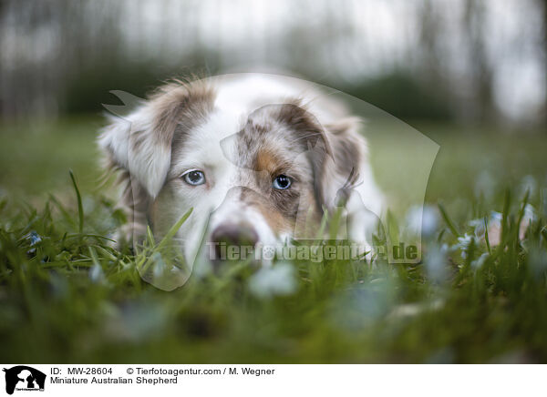 Miniature Australian Shepherd / MW-28604