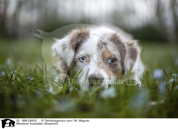 Miniature Australian Shepherd / MW-28605