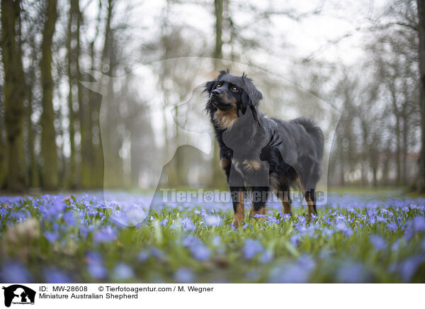 Miniature Australian Shepherd / MW-28608