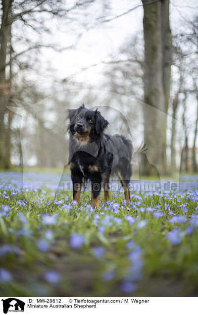 Miniature Australian Shepherd / MW-28612