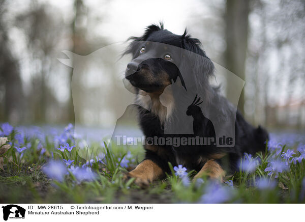 Miniature Australian Shepherd / MW-28615