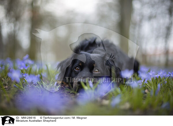 Miniature Australian Shepherd / MW-28616