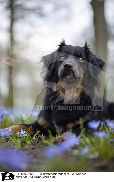 Miniature Australian Shepherd / MW-28619