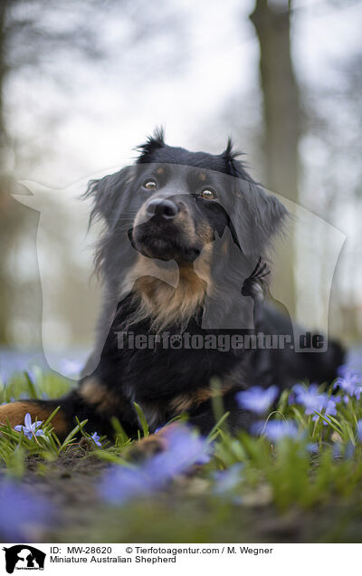 Miniature Australian Shepherd / MW-28620