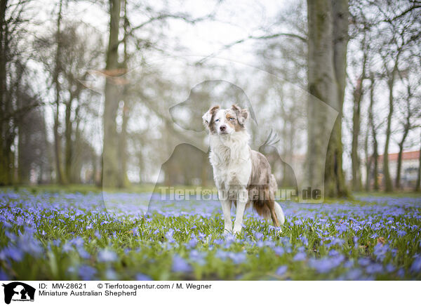 Miniature Australian Shepherd / MW-28621