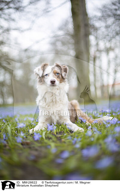 Miniature Australian Shepherd / MW-28622