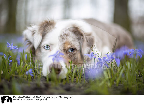 Miniature Australian Shepherd / MW-28624