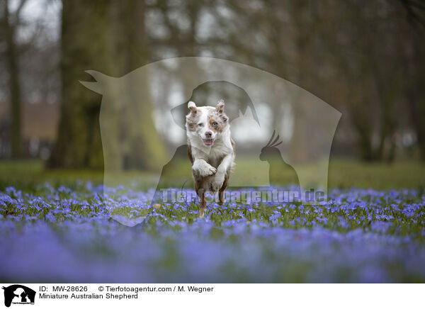 Miniature Australian Shepherd / MW-28626