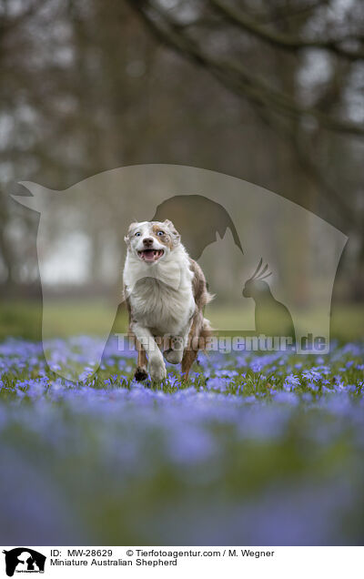 Miniature Australian Shepherd / MW-28629