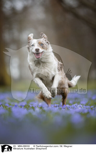 Miniature Australian Shepherd / MW-28630