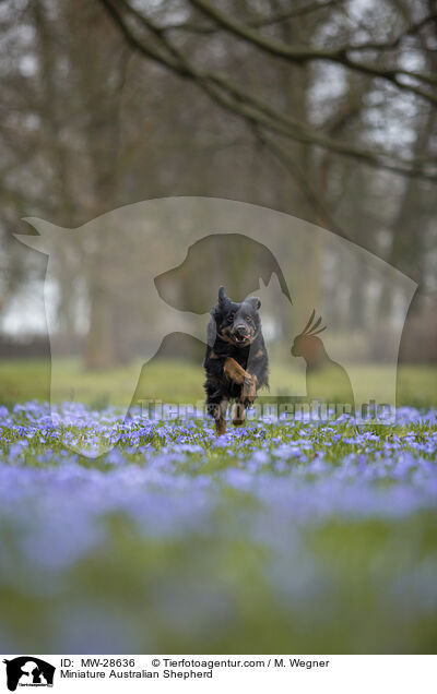Miniature Australian Shepherd / MW-28636