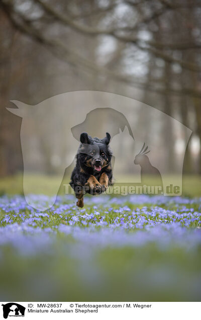Miniature Australian Shepherd / Miniature Australian Shepherd / MW-28637