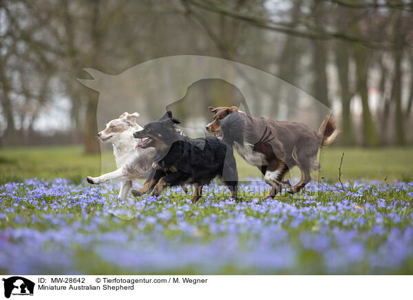 Miniature Australian Shepherd / MW-28642