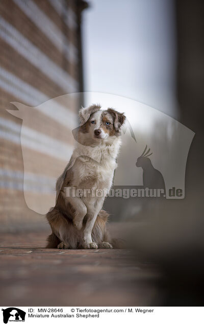 Miniature Australian Shepherd / MW-28646