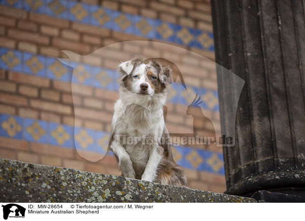 Miniature Australian Shepherd / MW-28654