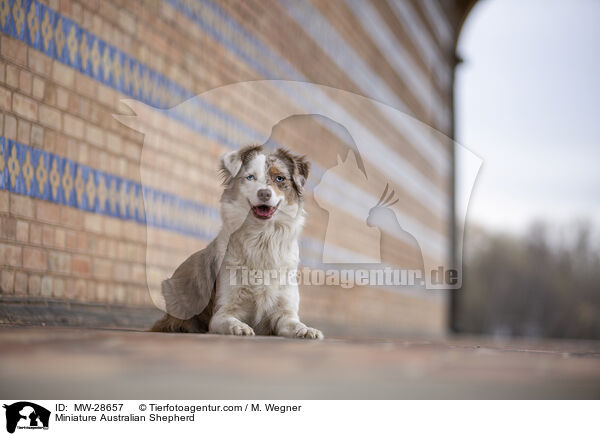Miniature Australian Shepherd / MW-28657