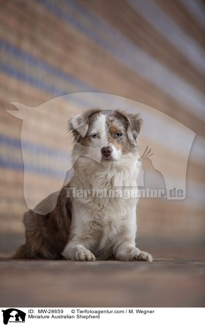 Miniature Australian Shepherd / MW-28659