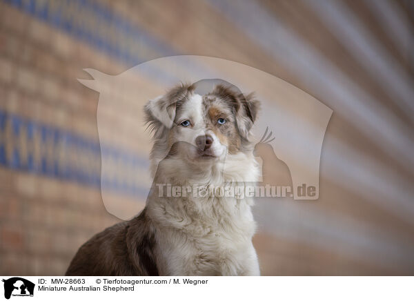 Miniature Australian Shepherd / MW-28663