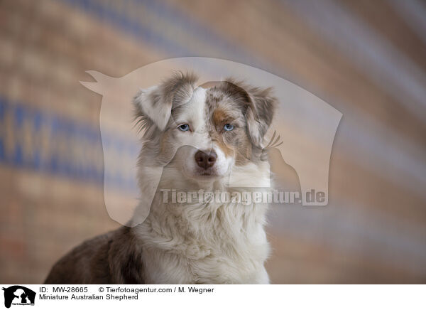 Miniature Australian Shepherd / MW-28665