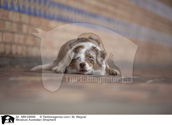 Miniature Australian Shepherd / MW-28666