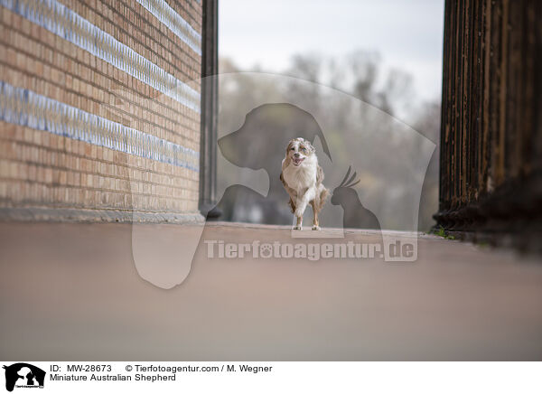 Miniature Australian Shepherd / MW-28673