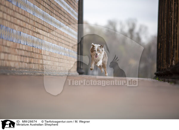 Miniature Australian Shepherd / MW-28674