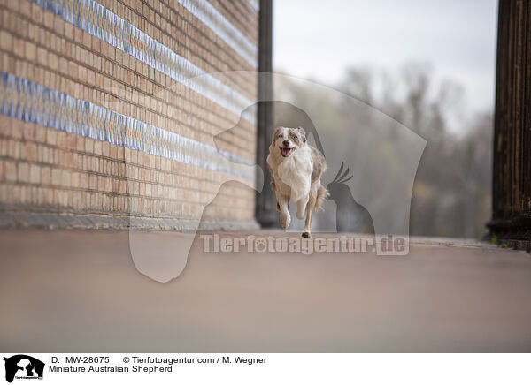 Miniature Australian Shepherd / MW-28675