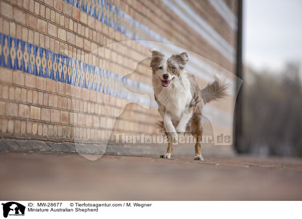 Miniature Australian Shepherd / MW-28677