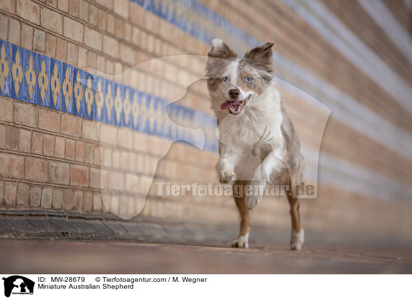 Miniature Australian Shepherd / MW-28679