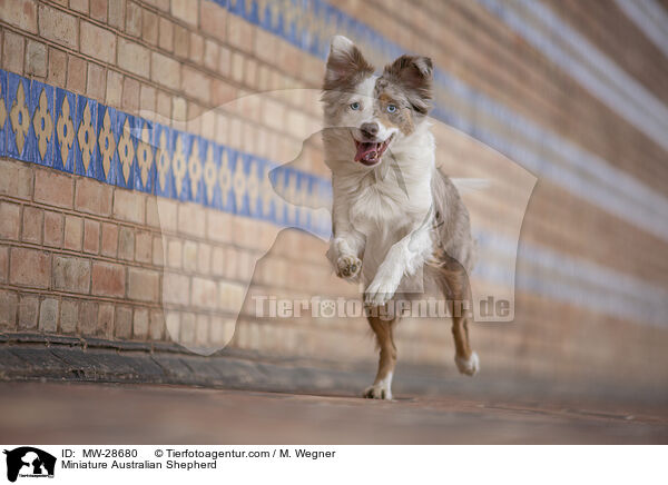Miniature Australian Shepherd / MW-28680