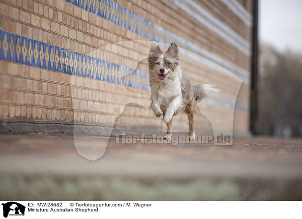 Miniature Australian Shepherd / MW-28682