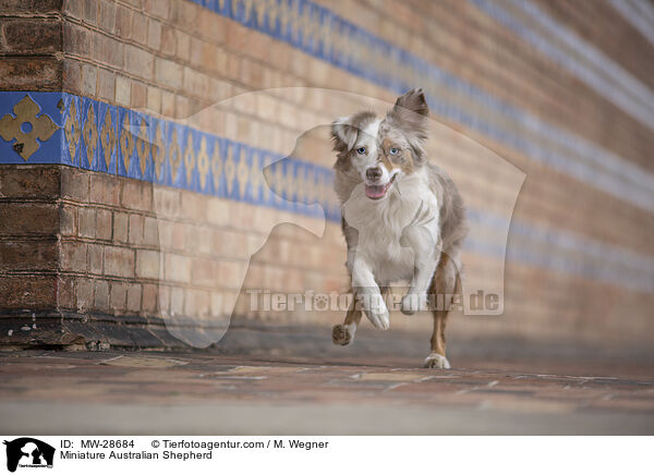 Miniature Australian Shepherd / MW-28684