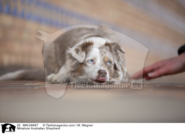 Miniature Australian Shepherd / Miniature Australian Shepherd / MW-28687