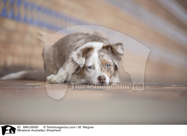 Miniature Australian Shepherd / Miniature Australian Shepherd / MW-28690