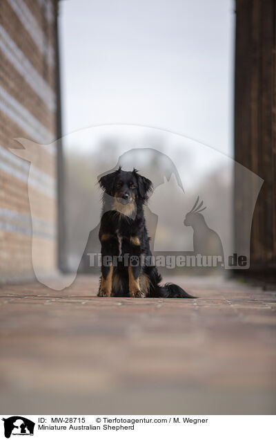 Miniature Australian Shepherd / Miniature Australian Shepherd / MW-28715