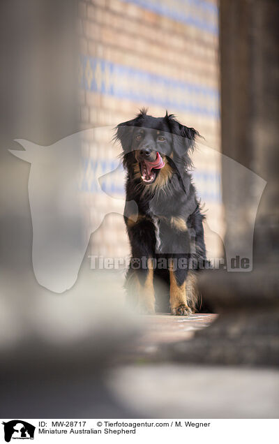 Miniature Australian Shepherd / Miniature Australian Shepherd / MW-28717