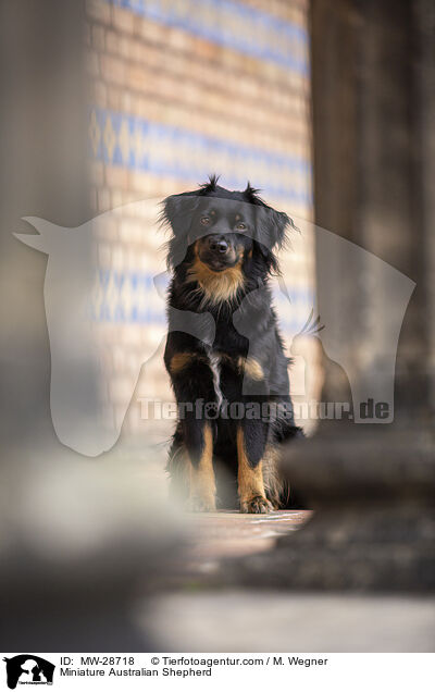 Miniature Australian Shepherd / Miniature Australian Shepherd / MW-28718