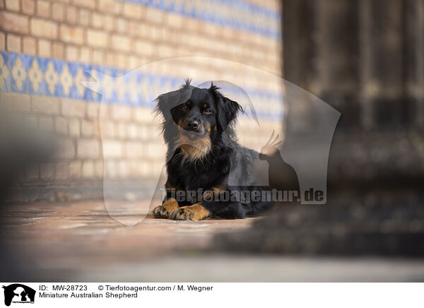 Miniature Australian Shepherd / Miniature Australian Shepherd / MW-28723