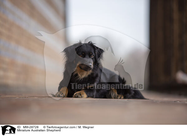 Miniature Australian Shepherd / Miniature Australian Shepherd / MW-28728
