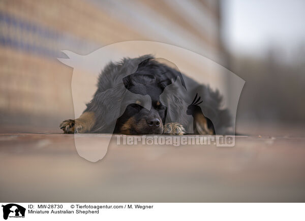 Miniature Australian Shepherd / Miniature Australian Shepherd / MW-28730