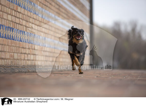 Miniature Australian Shepherd / Miniature Australian Shepherd / MW-28732