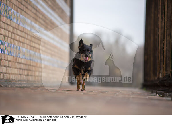 Miniature Australian Shepherd / Miniature Australian Shepherd / MW-28738