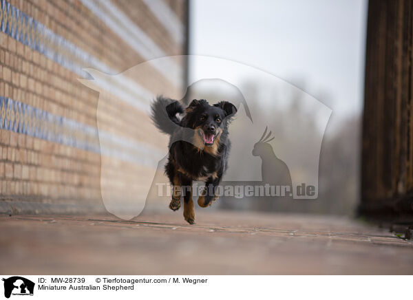Miniature Australian Shepherd / Miniature Australian Shepherd / MW-28739