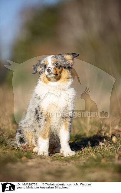 young Miniature Australian Shepherd / MW-28759